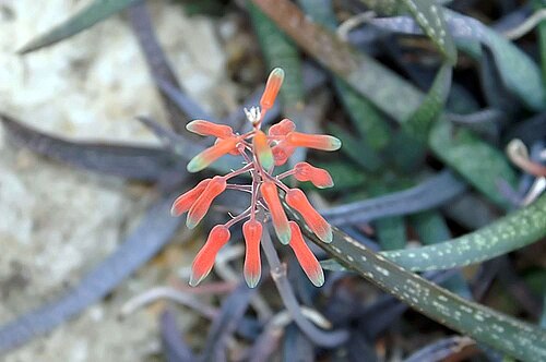 Aloe ellenbeckii: Location taken: the New York Botanical Garden. Names: Aloe ellenbeckii A.Berger, Aloe, Ellenbeck's Alo Classification: Plantae > Magnoliophyta > Liliopsida > As