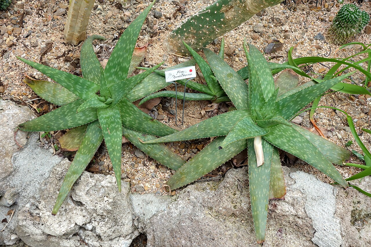 Aloe ellenbeckii: Botanical specimen in Krohn Conservatory, Eden Park, Cincinnati, Ohio, USA.