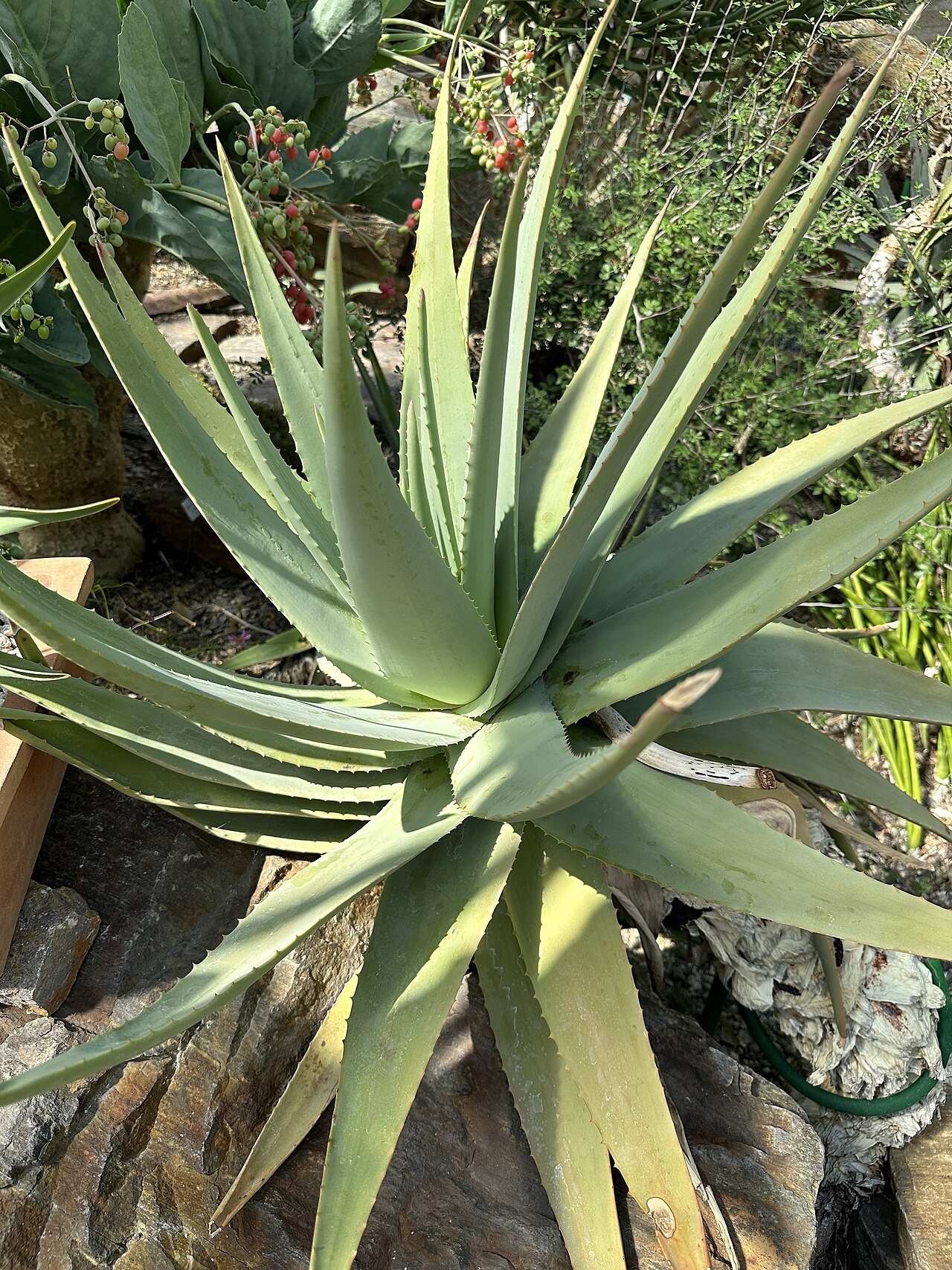 Aloe eremophila: Aloe eremophila im Botanischen Garten München