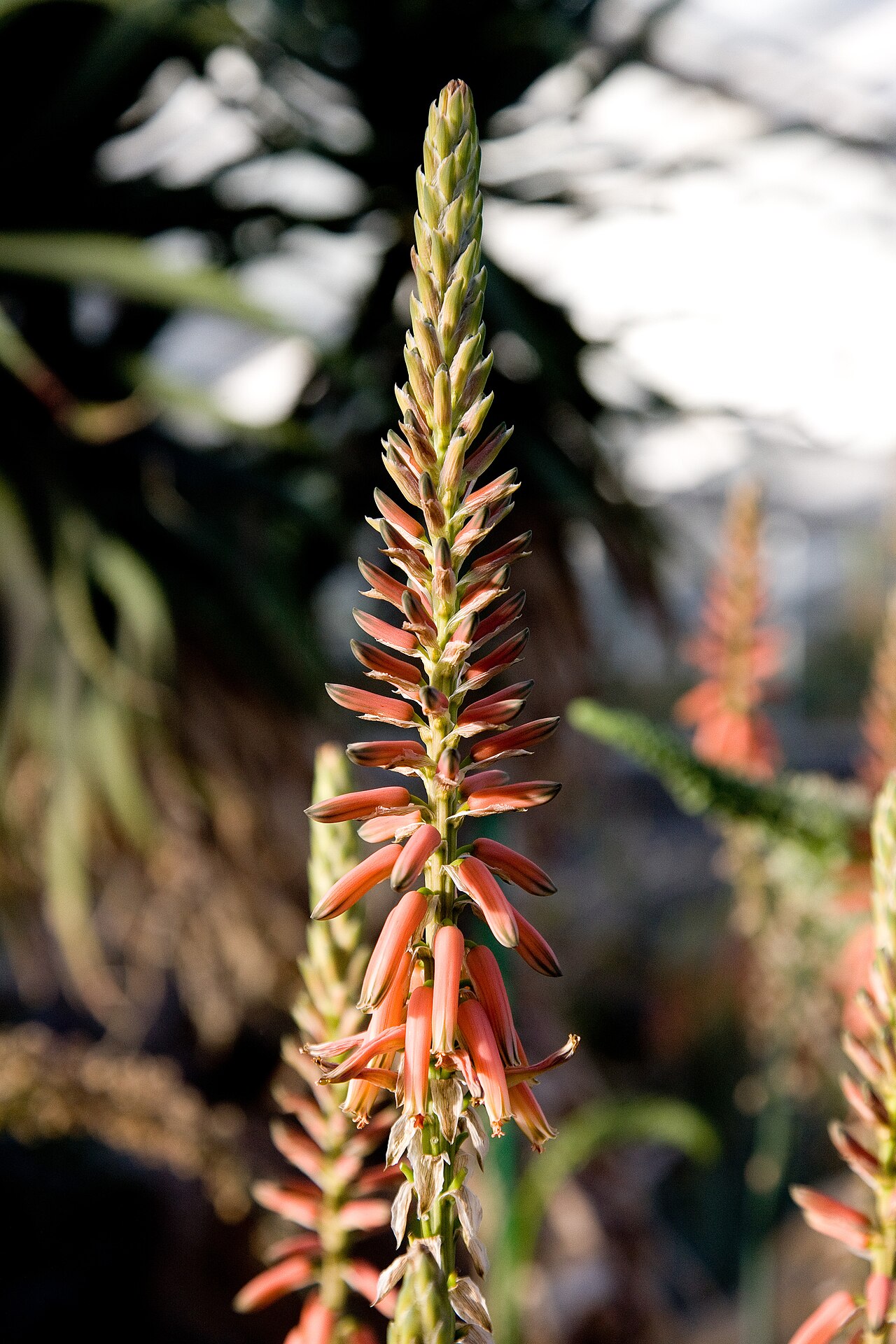 Aloe eremophila: Blütenstand Aloe eremophila