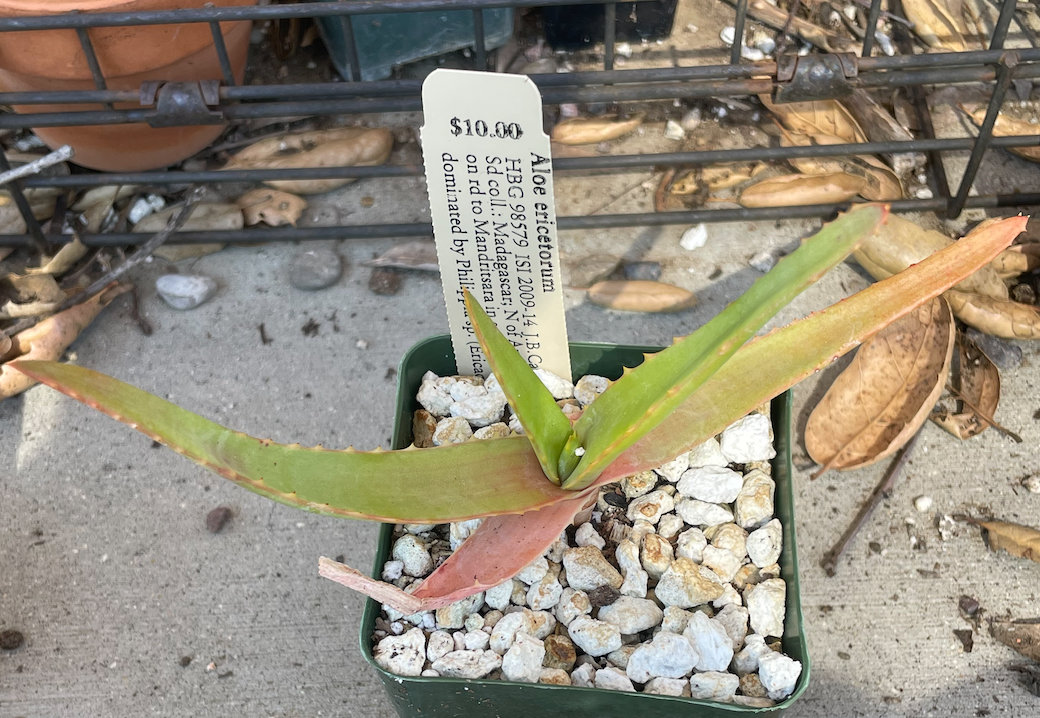 Aloe ericetorum: Aloe erictorum