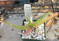 Aloe ericetorum: Aloe erictorum