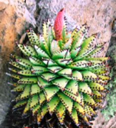 Aloe erinacea: Aloe erinacea. The Hedgehog Aloe of southern Africa.