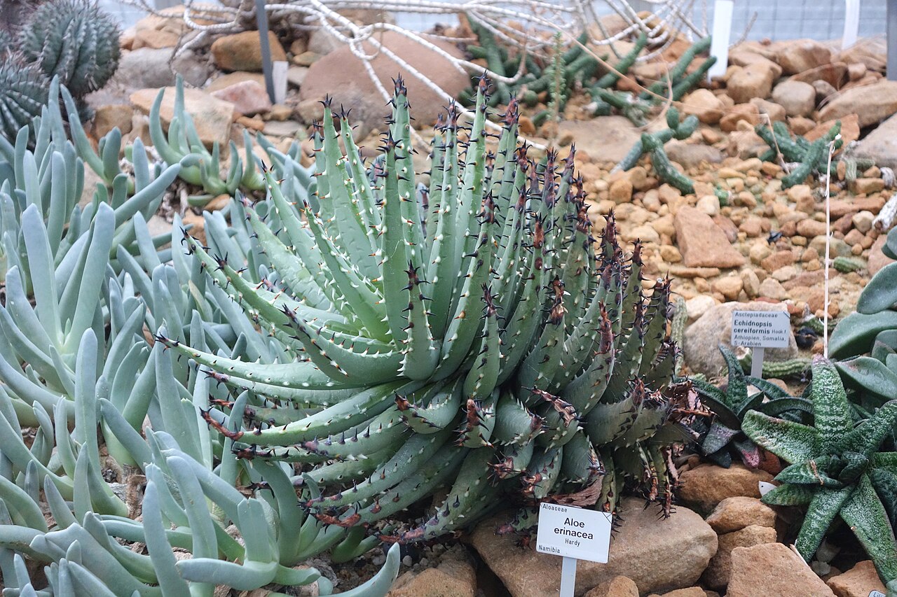 Aloe erinacea: Botanical specimen in the Botanischer Garten, Dresden, Germany.