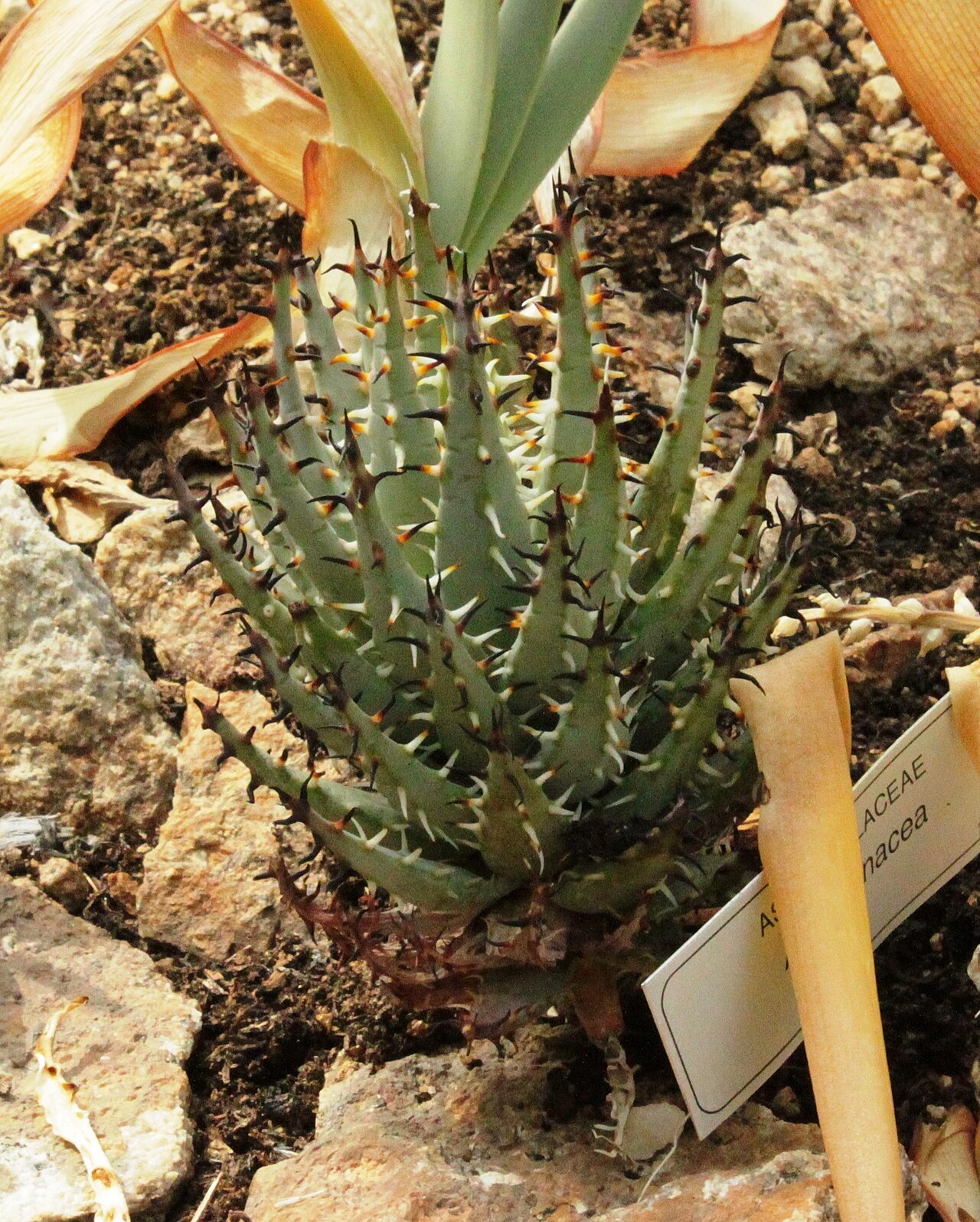 Aloe erinacea: Aloe erinacea. The Hedgehog Aloe. Small specimen in Kirstenbosch gardens. South Africa.
