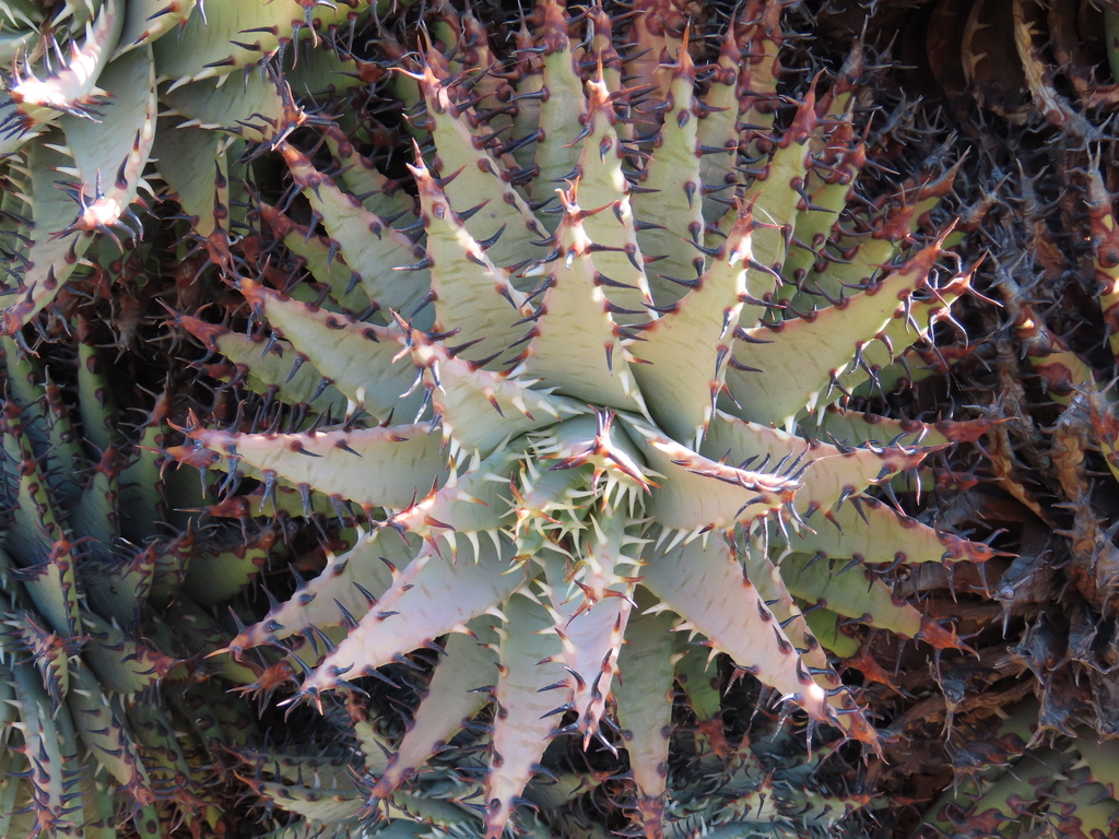 Aloe erinacea (Aloe erinacea)