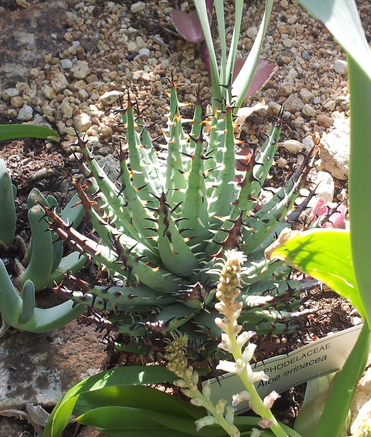 Aloe erinacea: Aloe erinacea - Kirstenbosch