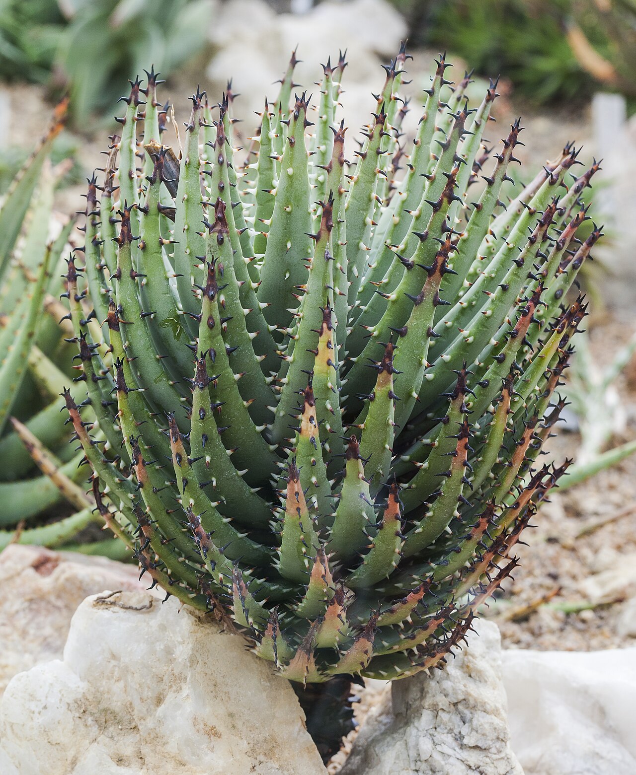 Aloe erinacea: Orbeanthus hardyi , Munich Botanical Garden, Germany. This is an Aloe (A.erinacea) and not a stapeliad. Definitely mislabeled.