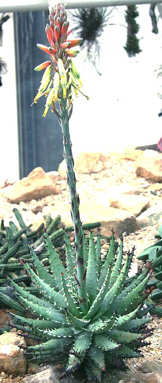 Aloe erinacea: Aloe melanacantha var. erinacea