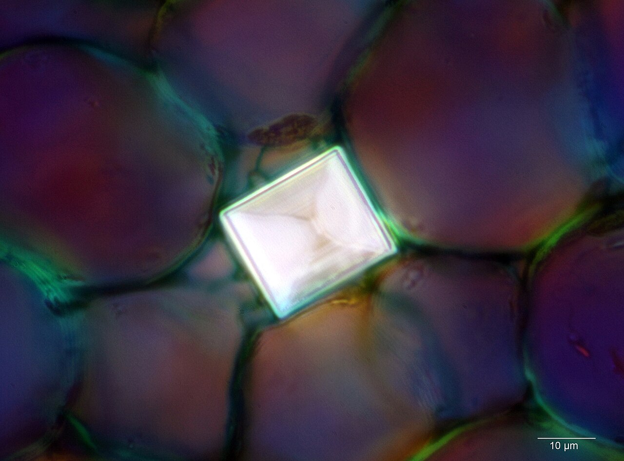 Aloe erinacea: Calcium Oxalate Crystal in the Leaf Tissues - Aloe erinaceae D.S.Hardy Crystal size: 24x20µm The authorial prepared mount, polychrome painting Light microscopy,