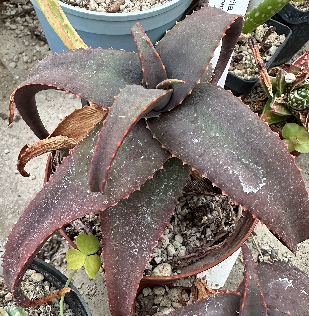 Aloe erythrophylla: Aloe erythrophylla in Kultur