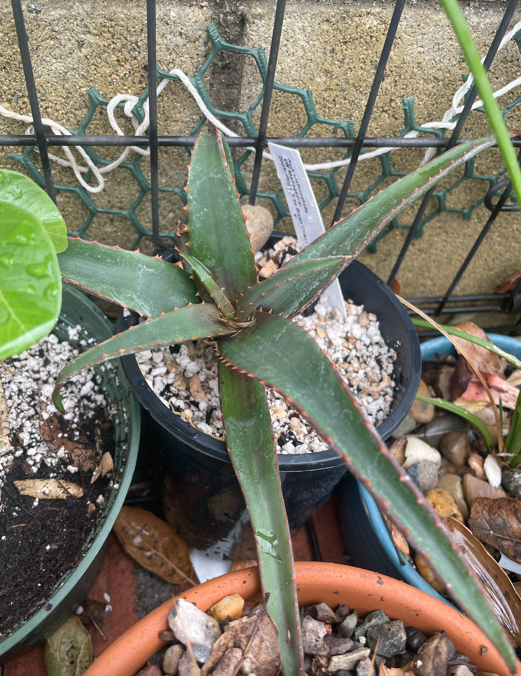 Aloe erythrophylla: 2025-0081-3 - aq Bryan Chan who grew them from seed.