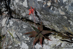 Aloe erythrophylla (Aloe erythrophylla)