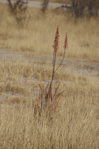 Aloe esculenta (Aloe esculenta)