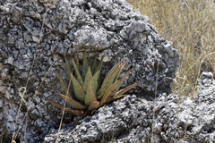 Aloe esculenta (Aloe esculenta)