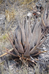 Aloe esculenta (Aloe esculenta)