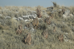 Aloe esculenta (Aloe esculenta)