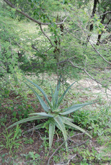 Aloe esculenta (Aloe esculenta)