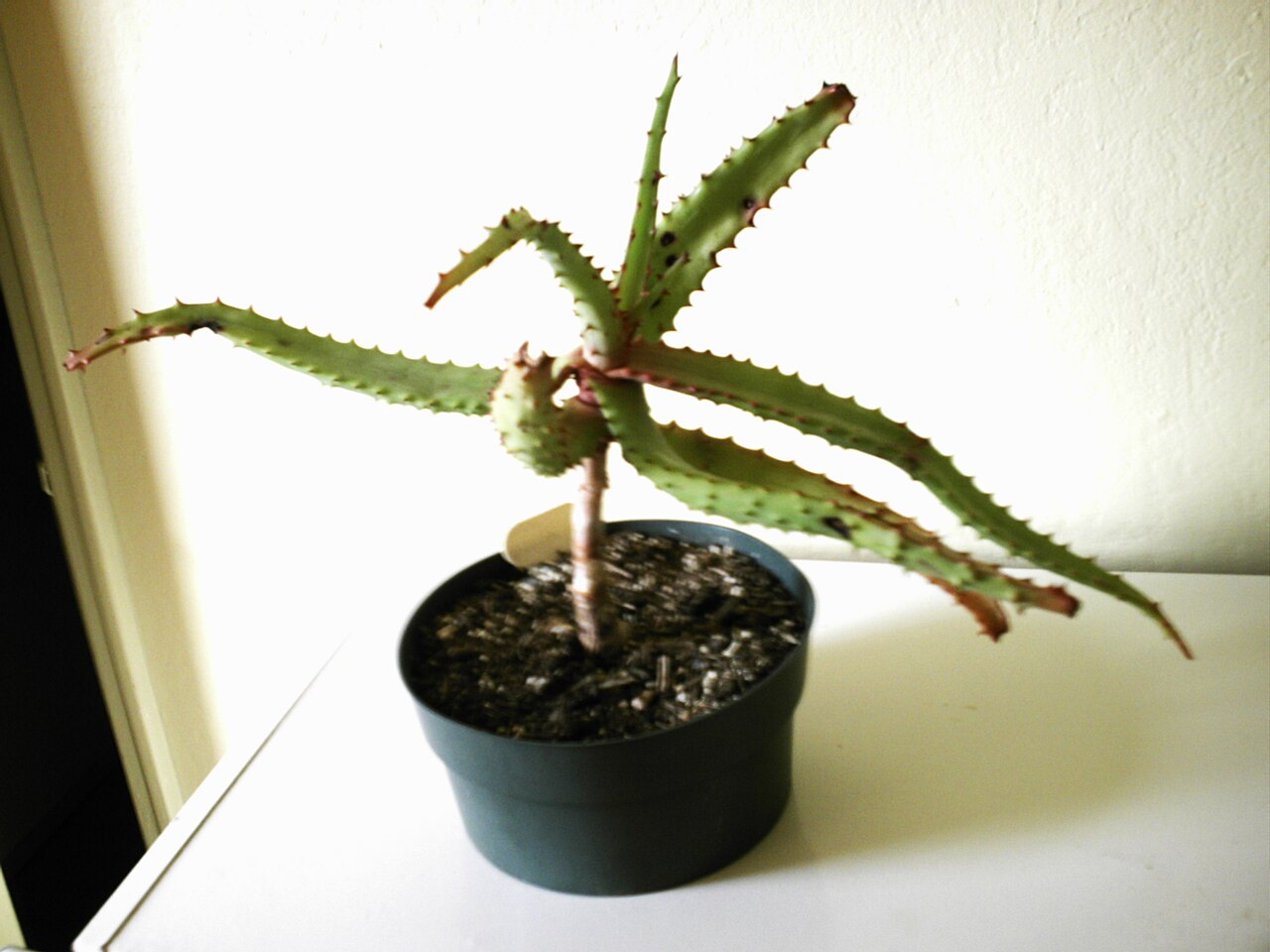 Zimbabwe aloe: http://cybercactus.blogspot.com/2011/10/aloe-excelsa.html Photo of the Aloe Excelsa that Oliver won at the Victoria Cactus and Succulent Society plant raffle at