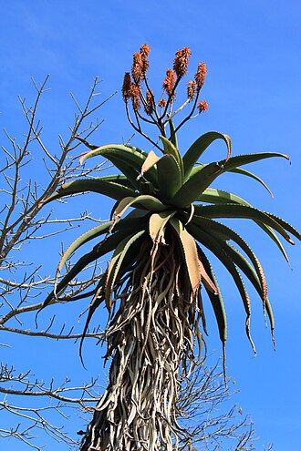 Zimbabwe aloe: Aloe excelsa flowering in August 2012 in Brisbane's botanic gardens, August 2012.