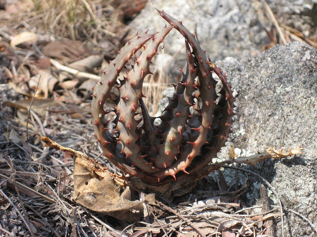 Zimbabwe aloe: Juvenile plant of Aloe excelsa, Manica province of Mozambique.