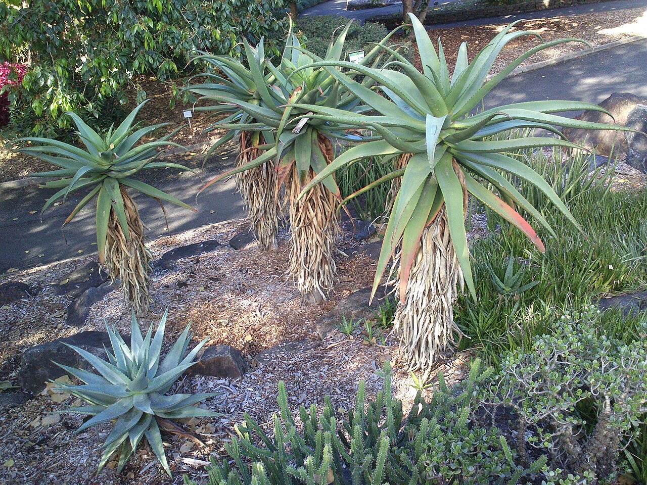 Zimbabwe aloe: Aloe excelsa, Mt Coottha Botanical Gardens, Brisbane, Australia