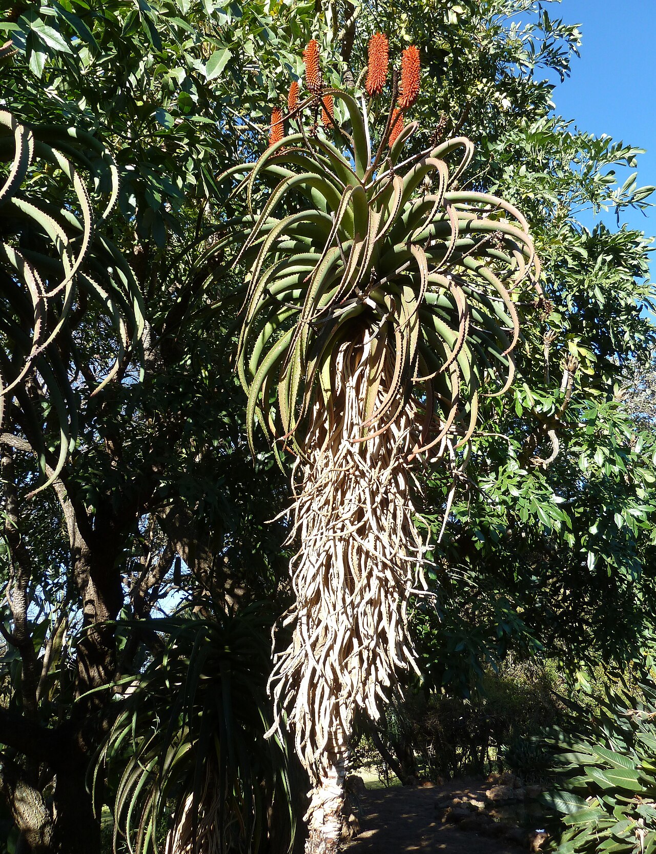 Zimbabwe aloe: Zimbabwe aloe in Jan Celliers Park