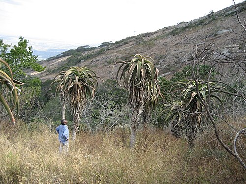 Zimbabwe aloe: Aloe excelsa on Mount Muruwere, close to Chimoio town in Mozambique