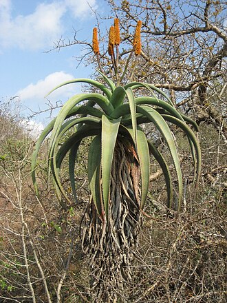 Zimbabwe aloe: A Zimbabwe aloe with yellow flowers near Nampula town in Mozambique, where this variety seems to be the only one present. It has longer inflorescences, which ar