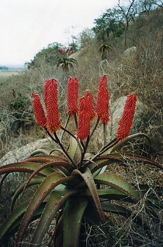 Zimbabwe aloe: A Zimbabwe aloe ( A. excelsa ) near Matsinho in Vanduzi District of Manica province, Mozambique. Here one can find several different colors of which the red for