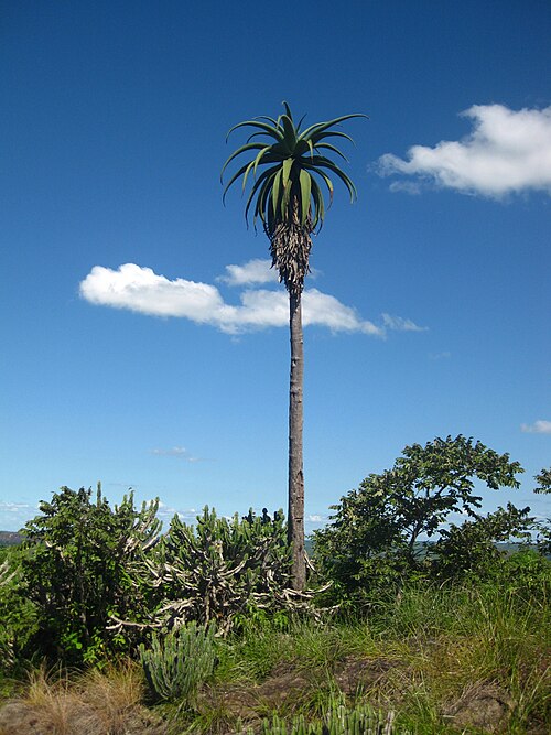 Zimbabwe aloe: A 5m tall Zimbabwe aloe specimen on a hill close to Chimoio town, Mozambique