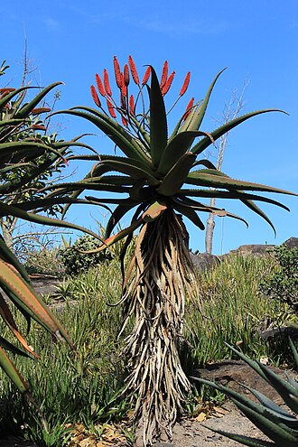 Zimbabwe aloe: Aloe excelsa flowering in Brisbane's botanic gardens at Mount Coot-Tha, 19th August 2012.
