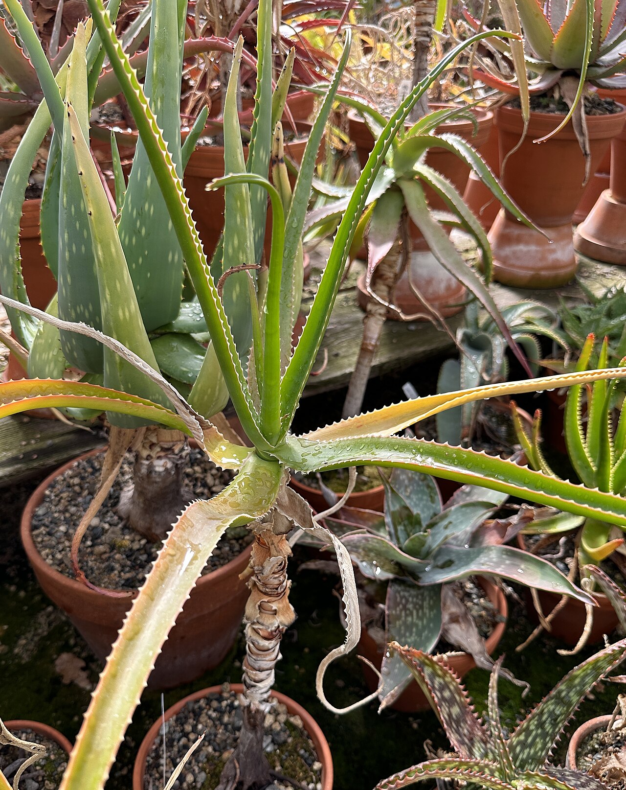 Aloe eximia: Aloe eximia im Botanischen Garten München