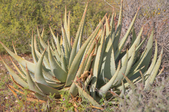 Aloe falcata (Aloe falcata)