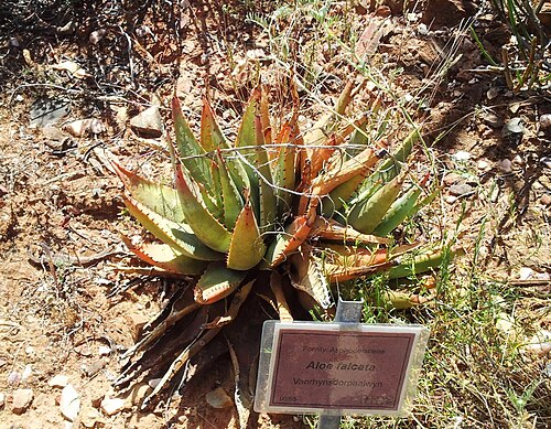 Aloe falcata: Aloe falcata - vanrynsdorp aloe - KDNBG Worcester