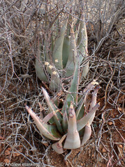 Aloe falcata (Aloe falcata)