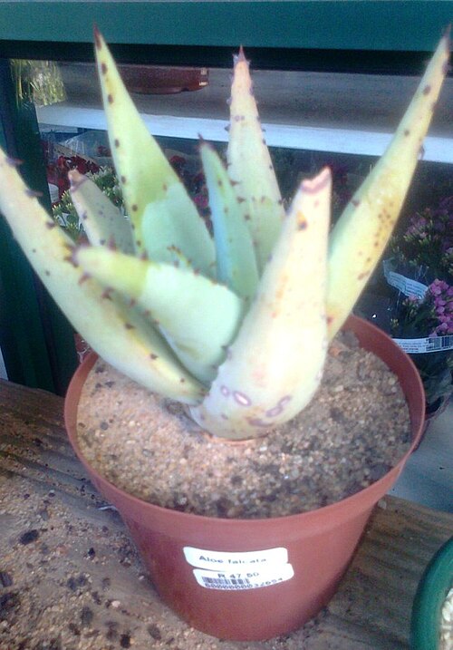 Aloe falcata: Aloe falcata