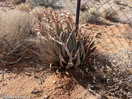 Aloe falcata (Aloe falcata)