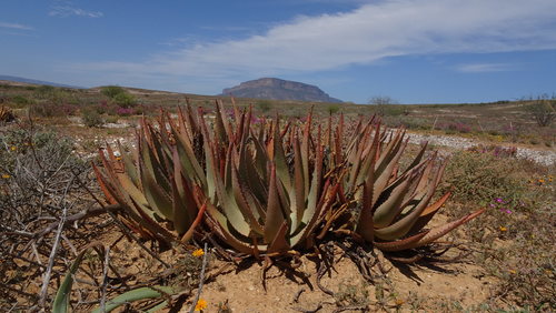 Aloe falcata (Aloe falcata)