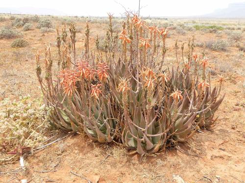 Aloe falcata (Aloe falcata)