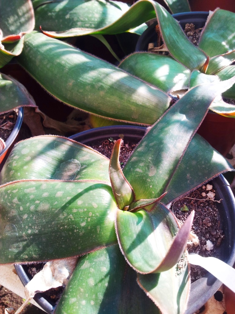 Aloe fimbrialis: Aloe fimbrialis in cultivation