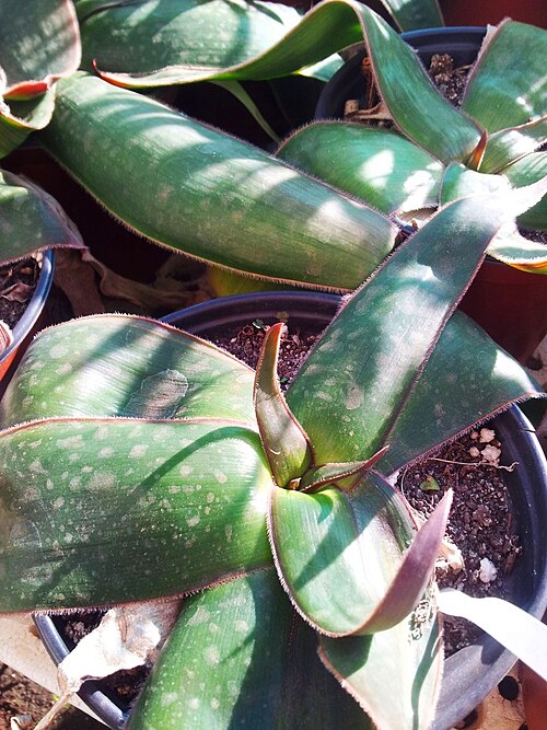 Aloe fimbrialis: Aloe fimbrialis in cultivation