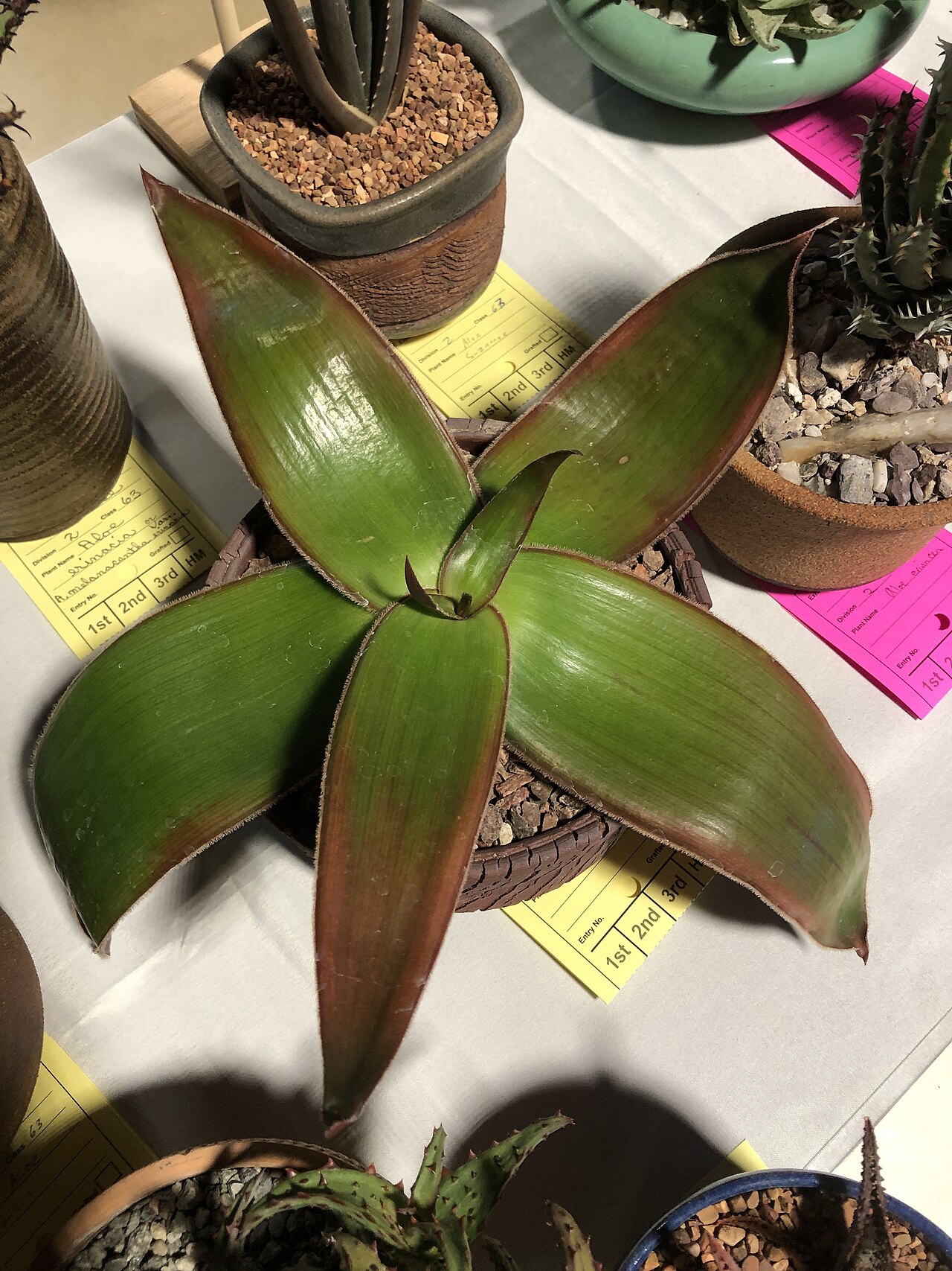 Aloe fimbrialis: Aloe fimbrialis