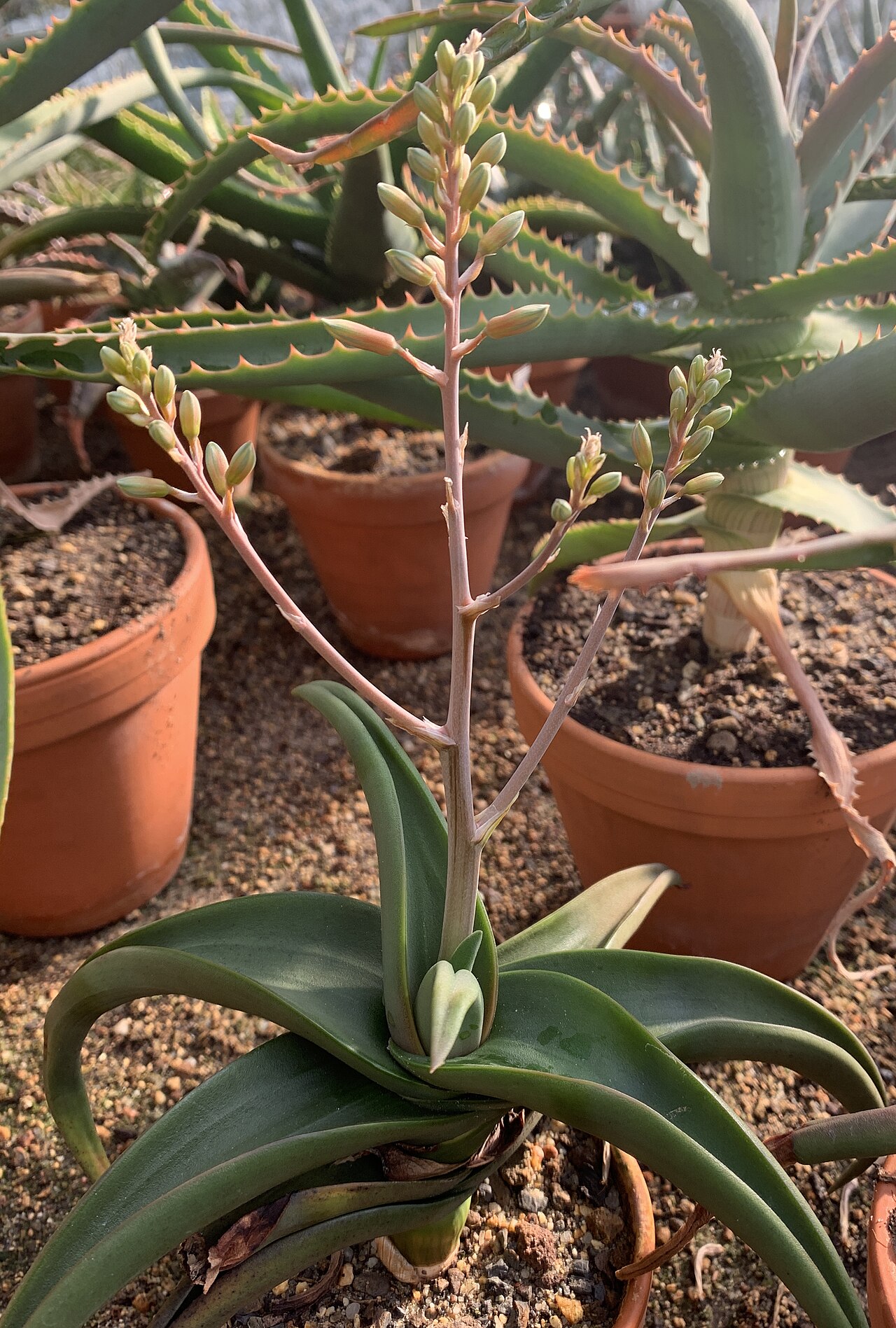 Aloe fleurentiniorum: Aloe fleurentiniorum bei Kakteen Matk in Berlin