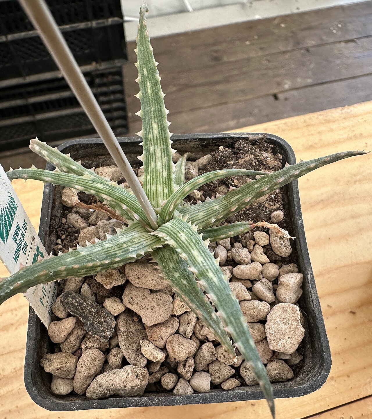 Aloe fleuretteana: Aloe fleuretteana , in Kultur