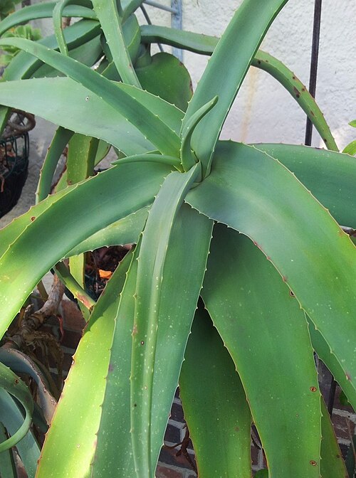 Aloe flexilifolia: Aloe flexifolia - in cultivation