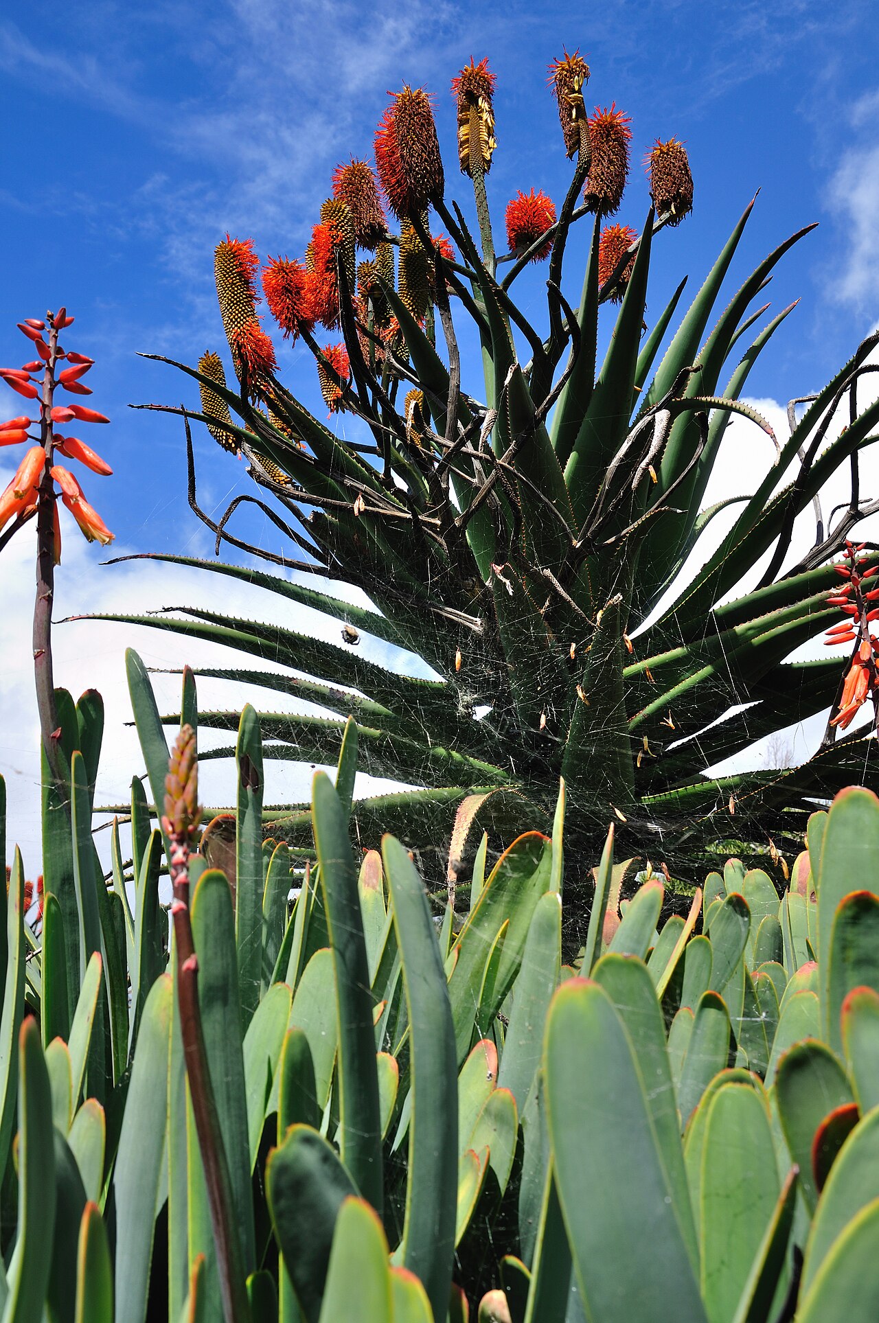 Aloe forbesii: Portugal , Madeira , Botanical garden in Funchal. Kumara plicatilis in foreground. Probably Aloe rupestris in background.