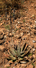 Aloe fosteri (Aloe fosteri)