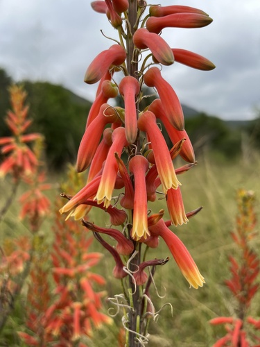 Aloe fosteri (Aloe fosteri)