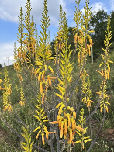 Aloe fosteri (Aloe fosteri)